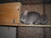 Duster in his house