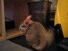 He's still as sprightly as a young chinchilla!