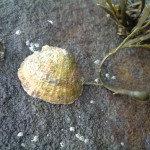 Limpet snacking on a piece of Ascophyllum